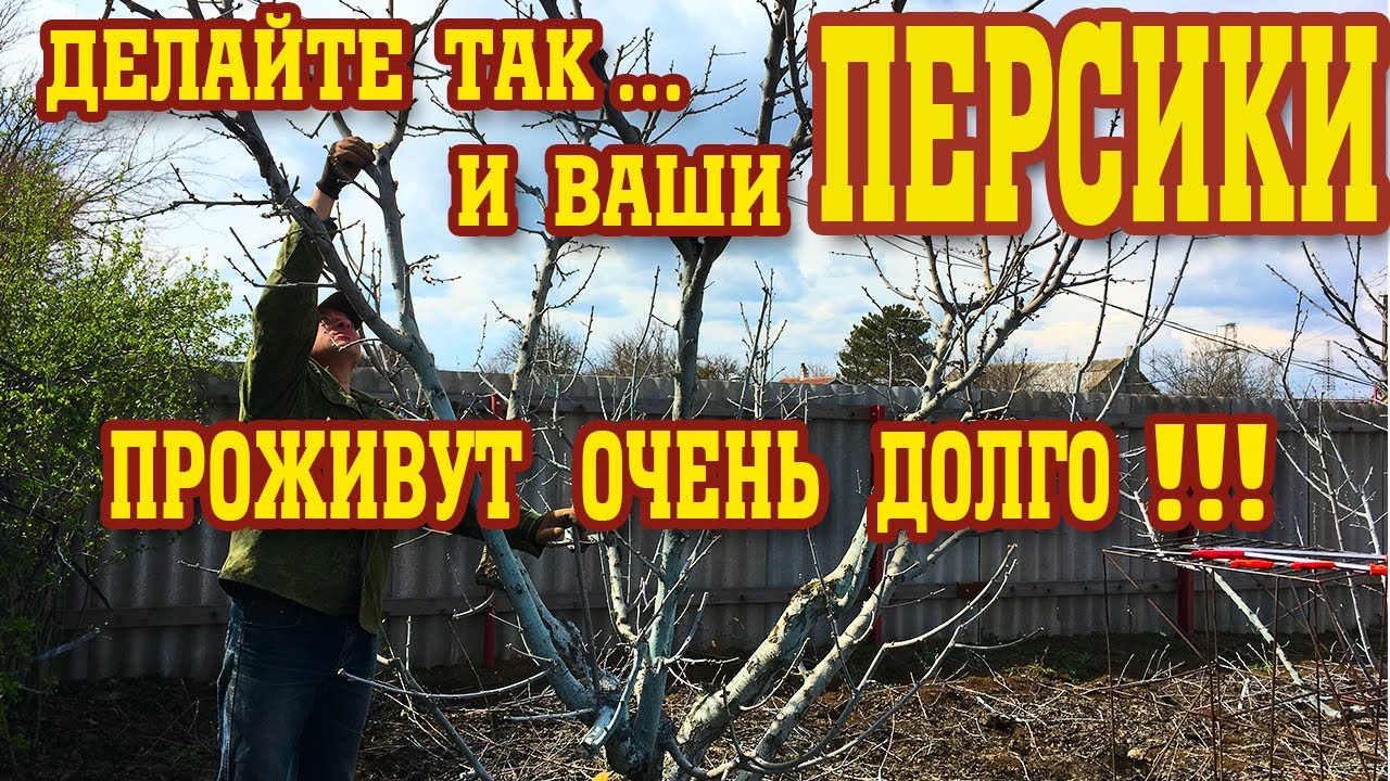 Как заставить ПЕРСИК долго жить!!! - YouTube