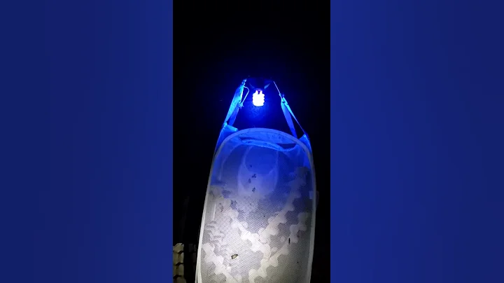 Moths at Porch Light, Spokane, Washington