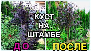 ✂️Как сделать ШТАМБ из КУСТА часть 3🌴Формировка деревцем своими руками🐝 Пузыреплодник ‘Диабло’