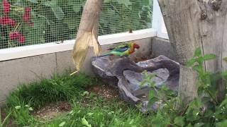 Aviary Cam: Rosella Nesting Boxes at Sundown (uninterrupted 25 min)