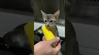 Tie Dan Finish Your Meal Quickly Cat And My Cat Glutton Vertical Space