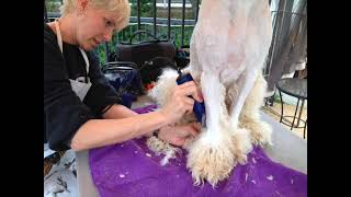 Rolex Getting Shaved by Royal Diamond Labradoodles 77 views 2 months ago 1 minute, 41 seconds