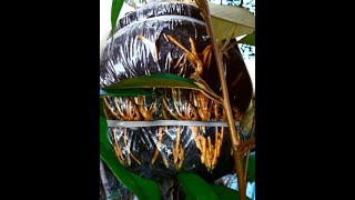 INDAHNYA BERBAGI Part 67 Bongkar Akar Hasil Stek Sisip Durian Montong !!