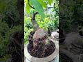 cay canh #bonsai #caytrongnha #cayantrai