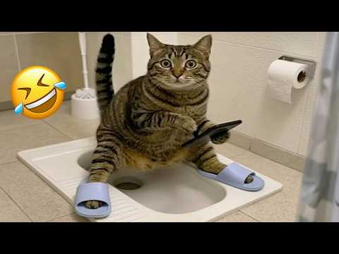TRY NOT TO LAUGH 😂| Funniest CATS and DOGS 😹🐶 Funny Animals 2026