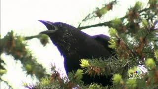 Dive-bomb attacks by aggressive crows on the rise