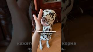 Корм с WB #WW386438, Ozon #3878982417 с усвояемостью до 95%!