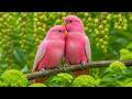 Calm Jungle Birdsong 🌙 Peaceful Nature Ambience for Deep Sleep & Relaxing Meditation