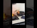 When Cooking Fish Goes Wrong: Flying Fish Escape!” #food #shorts #funny #new