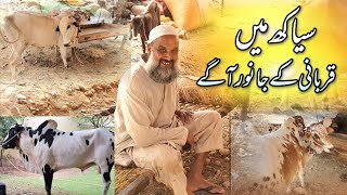 Siakh Mea Eid Ke Janwar Aage | Daily Routine | Hammad Official