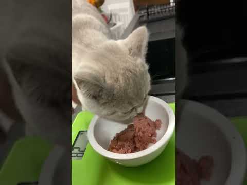 Essenszeit BKH Katzen