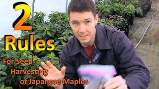 2 Rules:  When are my Red Leaf Japanese Maple Seeds Ready to Pick for Germination