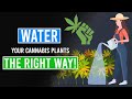 Watering your Cannabis Plants the RIGHT WAY!