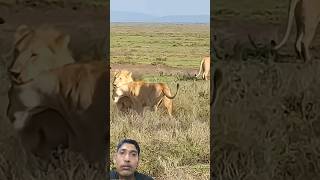Seven Lionesses Toy With a Young Wildebeest Before the Final Hunt# animals# Shorts#lion#shorts video