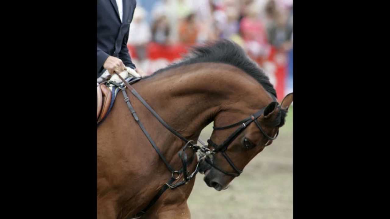 » Wenn ein Sportpferd erzählt..