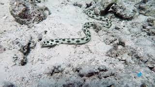Spotted snake eel