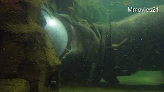 ドームガラスをガリガリ・・カバの百吉(旭山動物園)~Hippopotamus