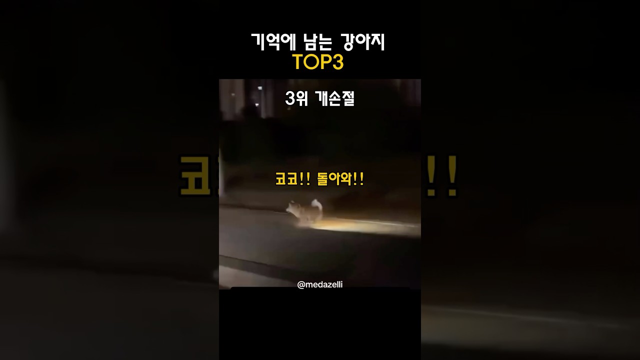 기억에 남는 강아지 TOP3