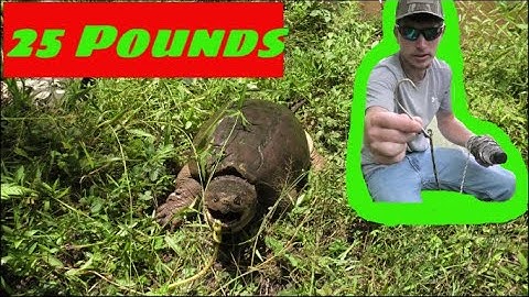 Setting Bank Lines for SNAPPING TURTLES!