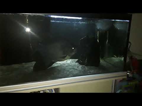 BLACK PIRANHA EATING NEARLY FULL LARGE MACKERAL.BIG LAD