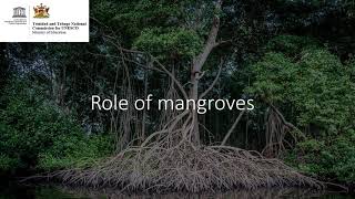 International Day for the Conservation of the Mangrove Ecosystem 2021