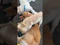 オフェンシブパピー #ゴールデンレトリバー #puppy