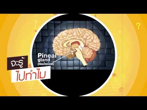 เปิดหูเปิดตา ช่วงจะรู้ไปทำไม ตอน เชื่อหรือไม่ มนุษย์มีสามตา (12ก.ค.58)