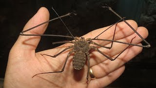 11 Frightening Animals That Are Shockingly Harmless