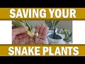 How To Save Your Snakeplant/ Iligtas Ang Sansevieria