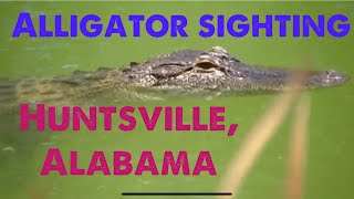 Huntsville, Alabama - Alligator sighting