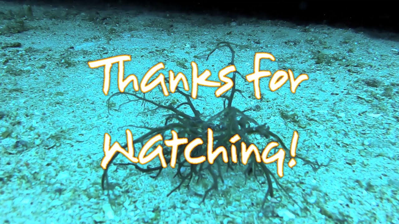 Basket Star; Broken and On the Move