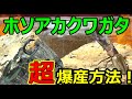 【爆産注意！】これだけで大量の幼虫がとれてしまいます…ホソアカクワガタ産卵セットと人気クワガタムシ２種の紹介！