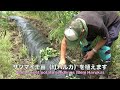 菜園だより230601ダニ退治・芋植え・収穫・種まき