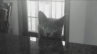 Missing Sheboygan cat found in Naples, Florida