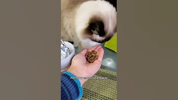Как отучить кошку нападать на руки хозяина