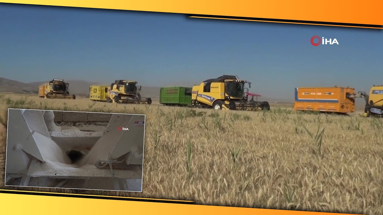 Muş'ta Hasadı Yapılan Buğday Değirmenlerde Öğütülüyor