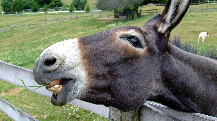 “THE DONKEYS HAVE A WORD- AND SO DOES THE LORD” - (Be Sure Of What You Follow)
