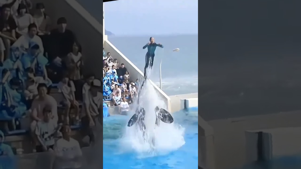 Dolphin and Jessica 🥲 Dolphin Eat trainer Fish eat girl