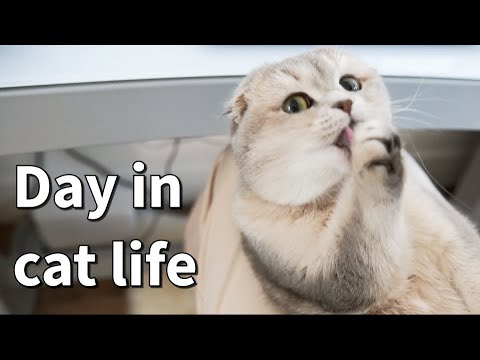 A day in cat life | What&rsquo;s it like to have a scottishfold cat | cuddly cat | What cat does all day