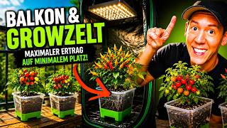 Perfekt für Homegrower & Gärtner 😮 Mini Tomaten und Chilis im Growzelt!