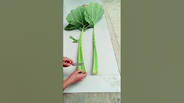 RT 898777  mini rotary tillage and ridging all-in one tree 🌲 short view #rogator #rotarymower