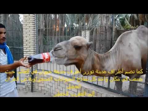 توزر Touzeur