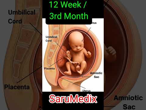 Fetus at 12 Weeks | How a Baby Looks Inside the Womb #baby #pregnancy #fetaldevelopment #shorts
