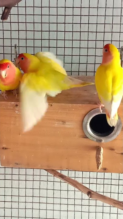 Lutino lovebird mating behaviour ❤️ #lutino #shorts #mateselection #agapornis #learnbirdgenetics