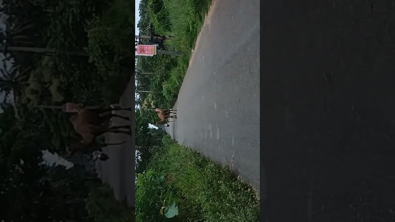 Camel view ✨🔥💥