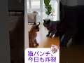 🐾「猫パンチ、今日も炸裂」 — “Cat Punch Activated Again” #funny #cat #chihuahuafanclub #animals #cute #pets