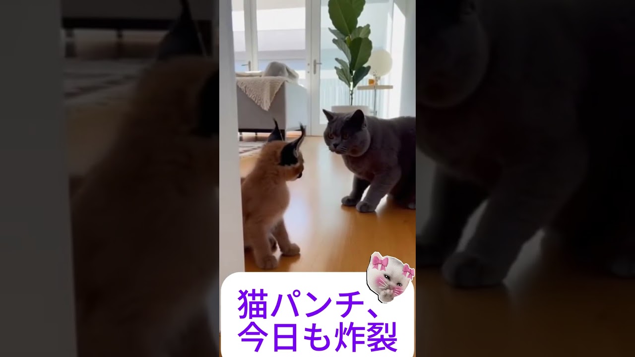🐾「猫パンチ、今日も炸裂」 — “Cat Punch Activated Again” #funny #cat #chihuahuafanclub #animals #cute #pets