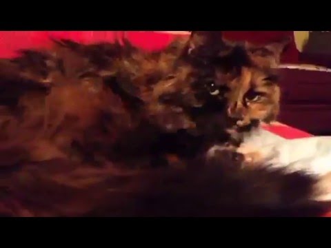 Periscope #30: Cleaning and Eating All the Things
