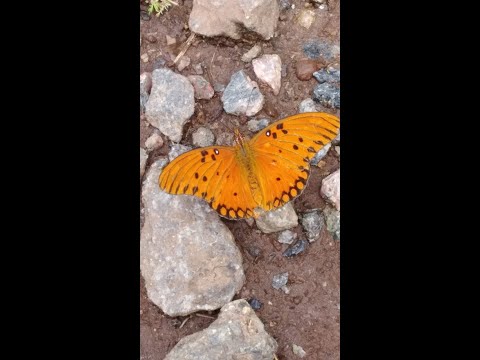 Como atraer mariposas a tu jardín!! @viveropasionsuculenta6245