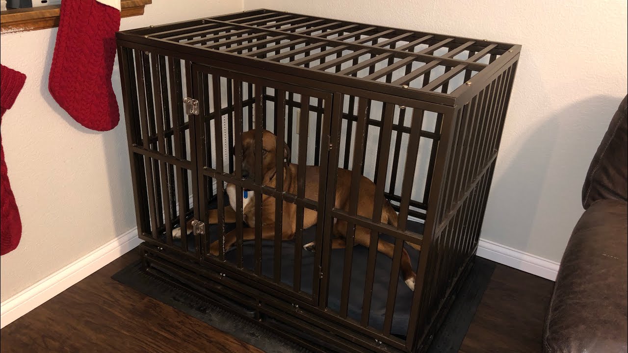 kong dog crate